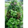 Вертикальная клумба цветник для сада, 6 ярусов, высота 1,14 метра
